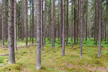 Beautiful forest background, Leningrad region, Russia