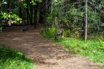 Fototapeta na wymiar Deer on the trail, Yosemite national park, California, USA