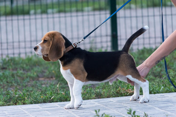 Beagles in the park