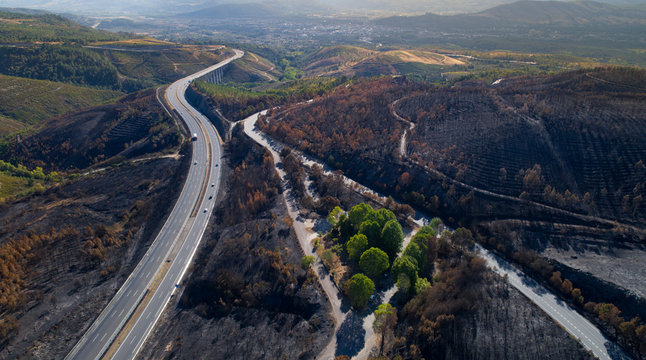 Burned forest in Galicia, Spain