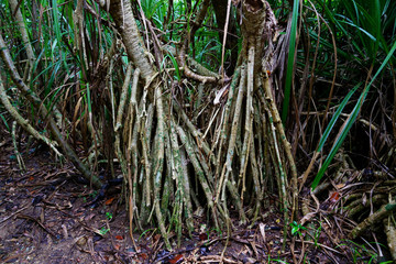 西表島のジャングル