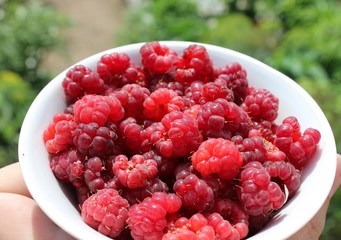 Raspberry ripe. The first harvest.