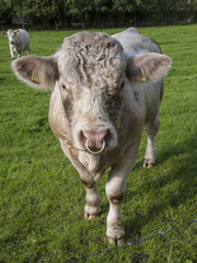 Charolais bull on a pasture in Brockel, Niedersachsen.