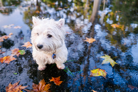 Small white dog with fall leaves and wet ground on a rainy day