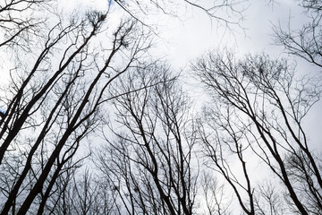 Obraz premium Bare trees