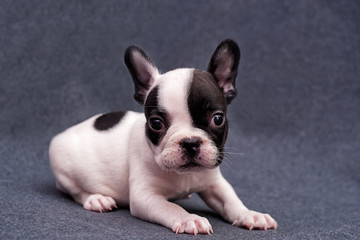 French bulldog puppy