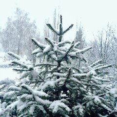 Snow Covered Fir Tree in Winter Landscape