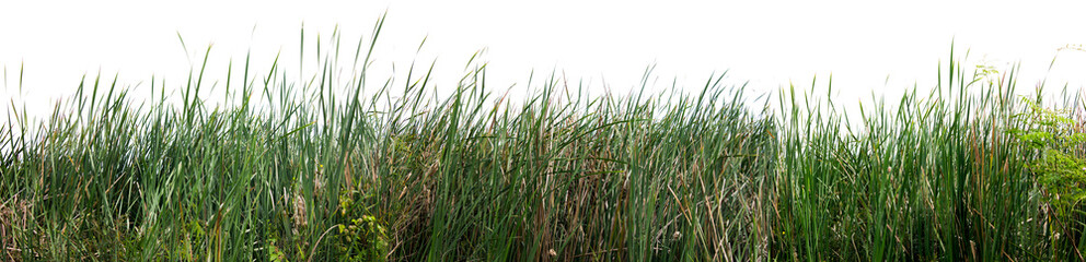 Bulrush, Cattail, Cat-tail, Elephant grass, Flag, Narrow-leaved Cat-tail, Narrowleaf cattail, Lesser reedmace, Reedmace tule , isolate on white background .