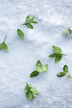 Overhead View of Boxwood Leaves Scattered in Snow