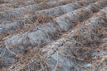 Dürre und Trockenheit im Hitzesommer auf dem Feld