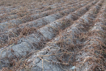 Trockenheit im Sommer in der Landwirtschaft