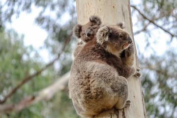 Koala and Baby climbing tree