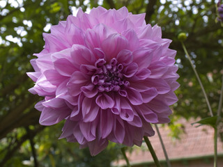 Pink dahlia blossom.