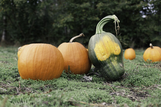 Pumpkins at a pumpkin patch with a rather dissimilar interloper - a green pumpkin that looks like a skull!