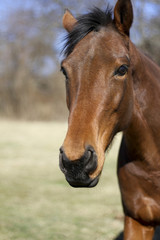 Horses on a Farm