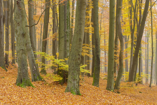 Beech Tree Forest in Autumn, Spessart, Bavaria, Germany