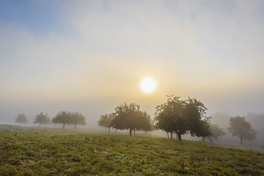 Countryside with apple trees in fields and the sun glowing through the morning mist in Grossheubach in Bavaria, Germany