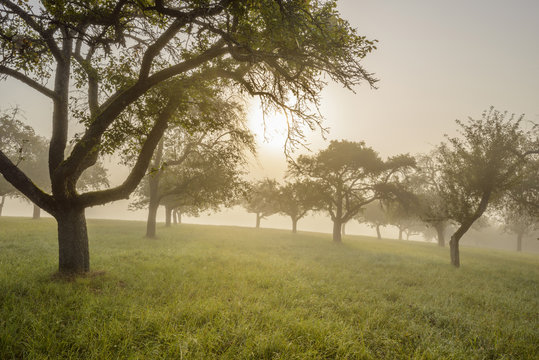 Silhouette of appel trees in a field with the sun shining through the morning mist at Schmachtenberg in Bavaria, Germany - Powered by Adobe
