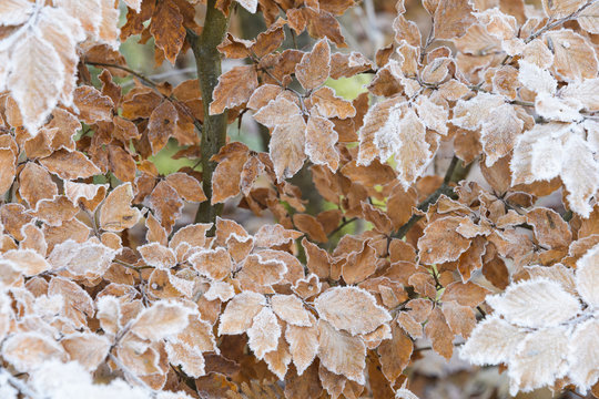 Close-up of beech tree leaves in autumn covered with rime in the Odenwald hills in Bavaria, Germany