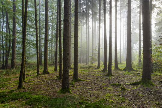 Sun shining through the morning haze in a coniferous forest in the Odenwald hills in Hesse, Germany