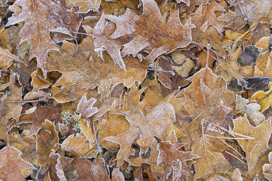 Close-up of oak tree leaves in autumn covered with rime in the Odenwald hills in Bavaria, Germany