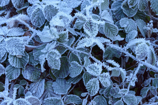 Close-up of blackberry leaves in autumn covered with rime in the Odenwald hills in Bavaria, Germany