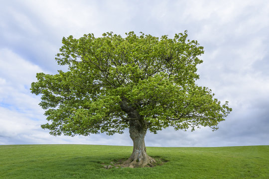 Oak tree on grassy field in spring in Scotland, United Kingdom