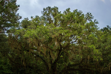 Top of mossy tree with cloudy sky