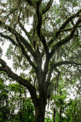 Tree with hanging moss