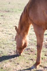 Fototapeta premium Horses on a Farm