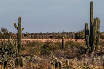 Sahuaros, Pitahaya, y otras especies de Cactus y matorrales espinos característicos del del desierto sonorense por la carretera a Bahia de Kino y  San Nicolas  en Sonora Mexico. 