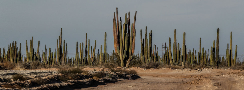 Sahuaros, Pitahaya, y otras especies de Cactus y matorrales espinos caracter&iacute;sticos del del desierto sonorense por la carretera a Bahia de Kino y  San Nicolas  en Sonora Mexico. 