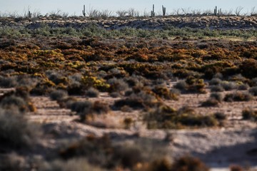 Sahuaros, Pitahaya, y otras especies de Cactus y matorrales espinos característicos del del desierto sonorense por la carretera a Bahia de Kino y  San Nicolas  en Sonora Mexico. 
