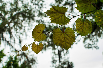 Leaves changing colors