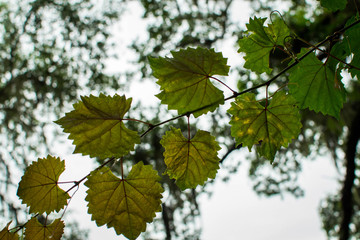 Leaves changing colors