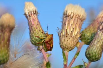 Farbenfrohe Wanze  -  Baumwanze  in der Natur