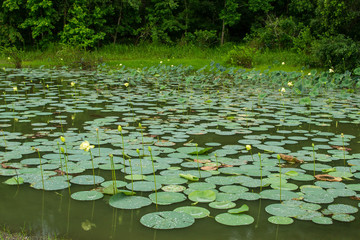 Lily pads on water