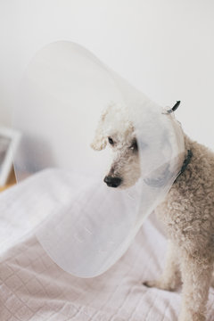 White poodle wearing dog cone sitting on a bed