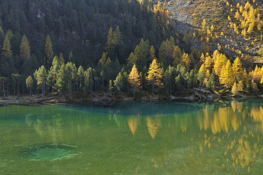 Larch Trees in Autumn on Shore of Lai da Palquogna, Albula-Pass, Grisons, Switzerland