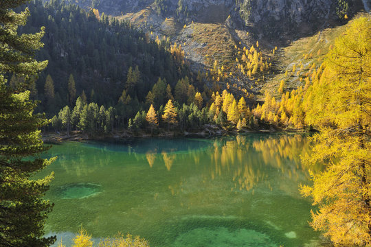Larch Trees in Autumn on Shore of Lai da Palquogna, Albula-Pass, Grisons, Switzerland