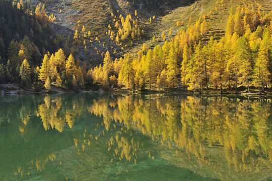 Larch Trees in Autumn on Shore of Lai da Palquogna, Albula-Pass, Grisons, Switzerland