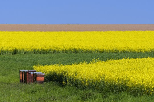 Bee Hives in Countryside with Canola Field in Spring, Birkenfeld, Franconia, Bavaria, Germany