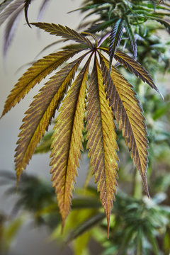 marijuana leaves