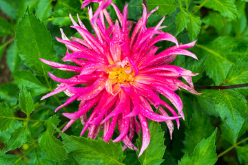 Pink dahlia flower.