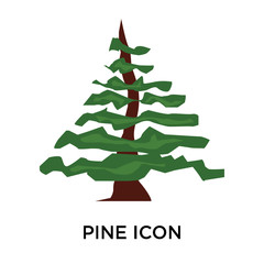 pine icon on white background. Modern icons vector illustration. Trendy pine icons