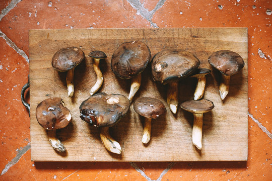 Wild mushroom