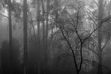 trees in fog b&w