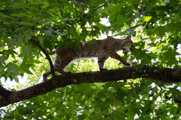 Fototapeta na wymiar Bobcat walking on limb