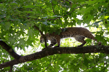 Bobcat walking on limb