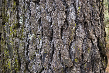 Brow Gery bark on a thick pine tree